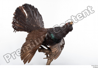 Western capercaillie whole body 0007.jpg